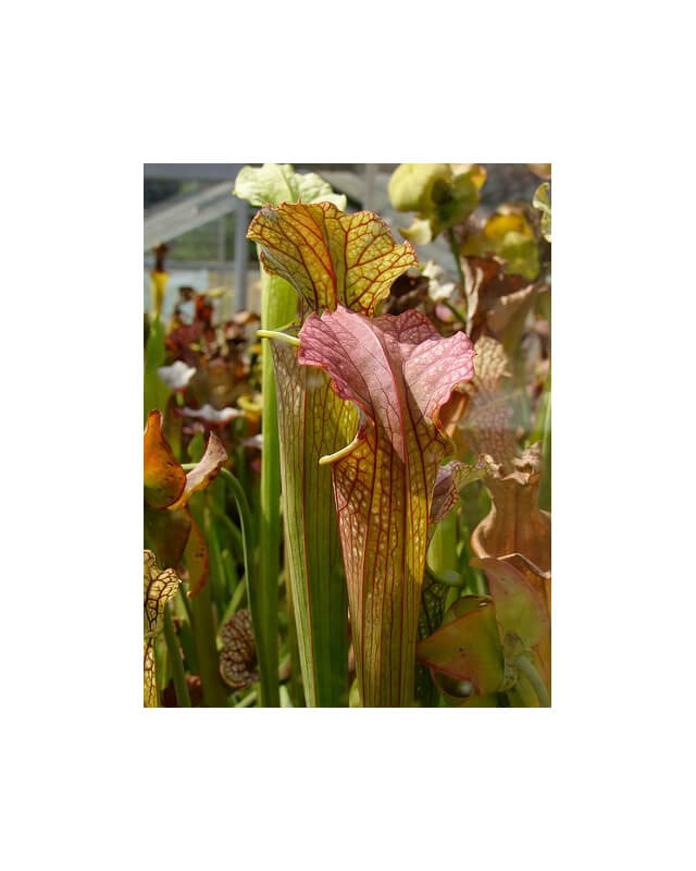 S.x Moorei -- Plant has a coppery top, likely a cross involving flava var.cuprea (H90 MK)-Sarracenia x Moorei
