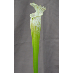 SL36 S. leucophylla -- Tall, Pink Lip x SXM48 S.x Moorei -- S. flava rubricorpora x leucophylla clb-Hybrides Cédric Carnivore's
