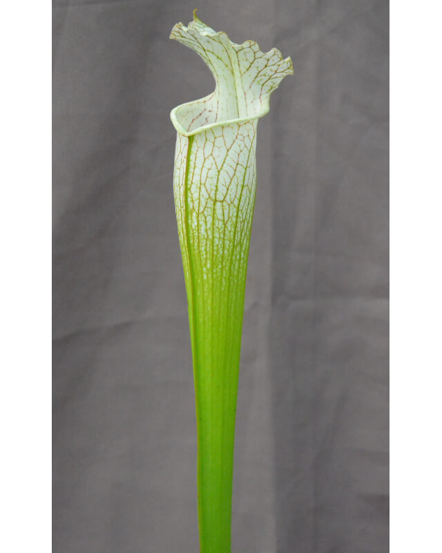 SL36 S. leucophylla -- Tall, Pink Lip x SXM48 S.x Moorei -- S. flava rubricorpora x leucophylla clb-Hybrides Cédric Carnivore's