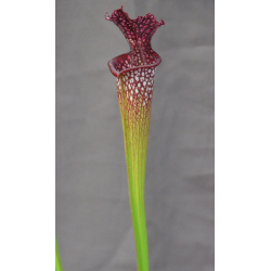 Sarracenia leucophylla -- large pink lipped,Apalachicola x SX102 S.x areolata giant﻿ CLB-Hybrides Cédric Carnivore's
