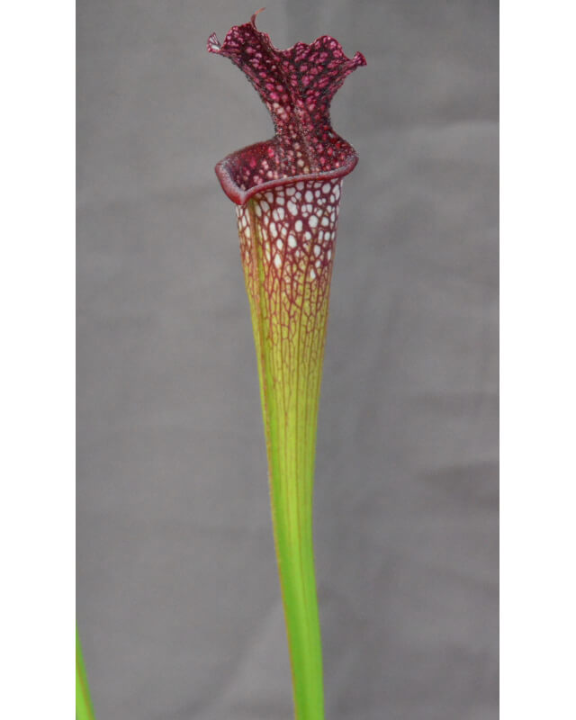 SXM01 S.x Moorei -- `Leah Wilkerson’ x SXM31 S.x Moorei -- `Adrian Slack’ cl2-Hybrides Cédric Carnivore's