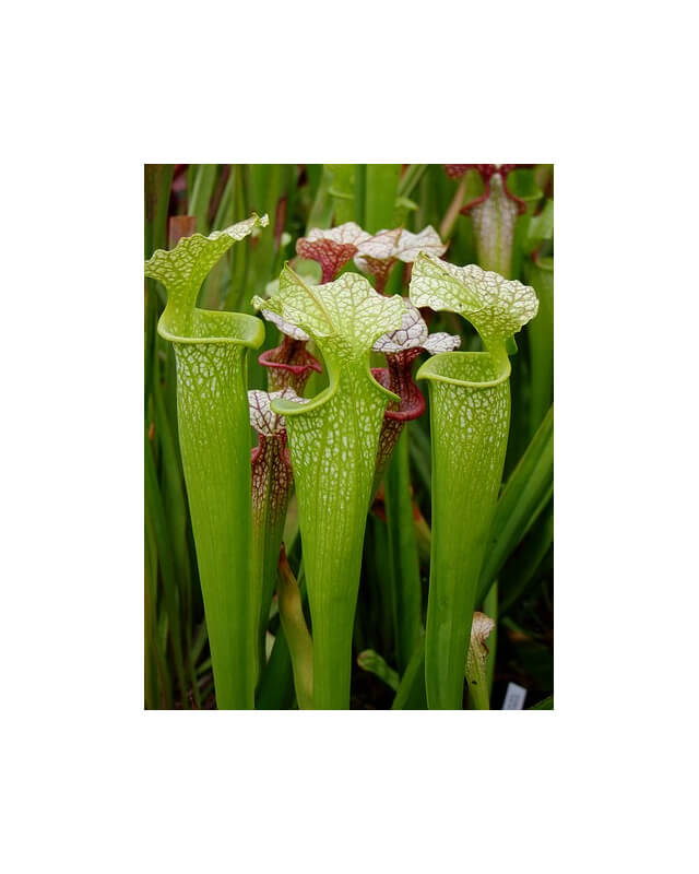 S.x Moorei -- 'Green Upper'