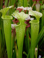 S.x Moorei -- 'Green Upper'