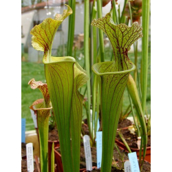 S.x Moorei-Sarracenia x Moorei
