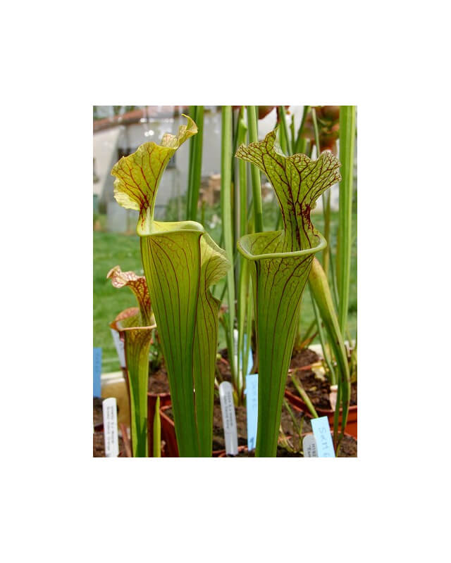 S.x Moorei-Sarracenia x Moorei