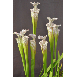 SXM18 S.x Moorei -- Wilkerson's white knight x SL13 S. leucophylla -- large pink lipped,Apalachicola cl3 Giant white clone-Hybrides Cédric Carnivore's
