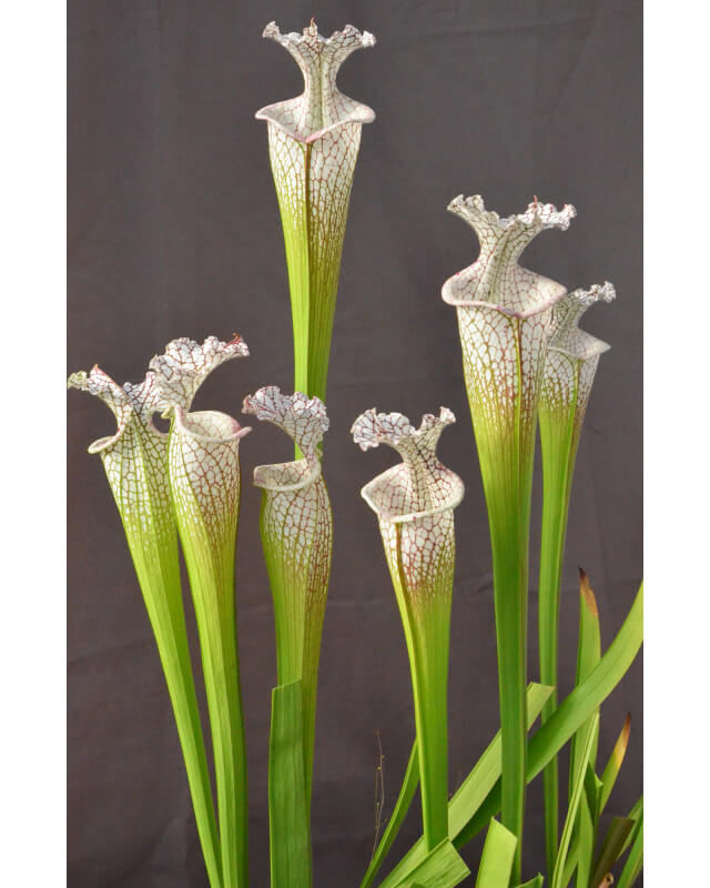 SXM18 S.x Moorei -- Wilkerson's white knight x SL13 S. leucophylla -- large pink lipped,Apalachicola cl3 Giant white clone-Hybrides Cédric Carnivore's