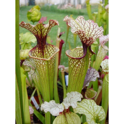 S.x Moorei -- 'Joanna'-Sarracenia x Moorei