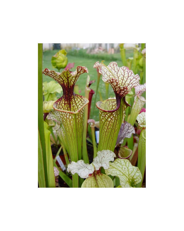S.x Moorei -- 'Joanna'-Sarracenia x Moorei