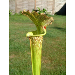 SXM20 S x Moorei -- Santa rosa, Co, fl-Sarracenia x Moorei