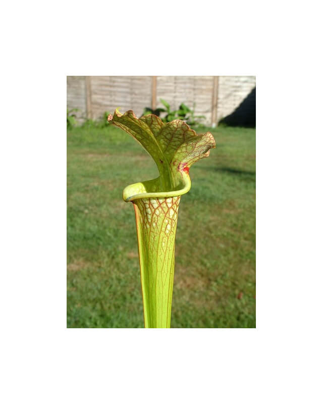 S.x Moorei -- Green/yellow, Horizontal fine splash-Sarracenia x Moorei