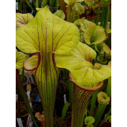 Sarracenia flava var. ornata -- Heavy veined giant,Apalachicola,WS,(PW)(F37,MK)-var. ornata