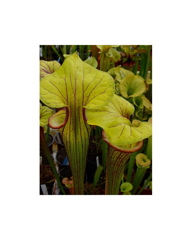 Sarracenia flava var. ornata -- Heavy veined giant,Apalachicola,WS,(PW)(F37,MK)-var. ornata