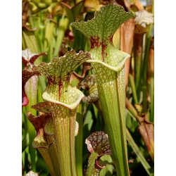 S.x Moorei -- Florida, W, S. flava var. rugelii x leucophylla (H34 MK)-Sarracenia x Moorei
