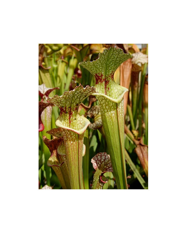 S.x Moorei -- Florida, W, S. flava var. rugelii x leucophylla (H34 MK)-Sarracenia x Moorei