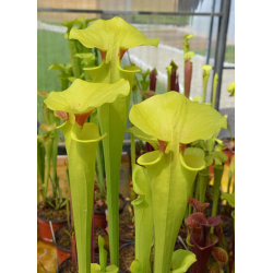 Sarracenia flava -- Fall line, Edmund SC,(WS) ( F182B MK)-Miscellaneous