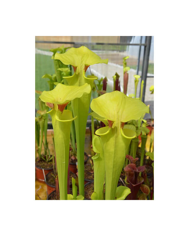 Sarracenia flava -- Fall line, Edmund SC,(WS) ( F182B MK)-Miscellaneous