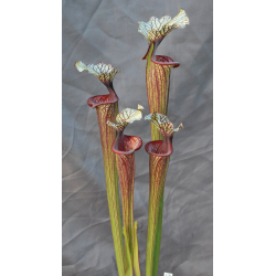 Sarracenia 'Inspiration' (Leucophylla x Flava var. ornata) x 'Adrian Slack' clone "A"-Sarracenia hybrides