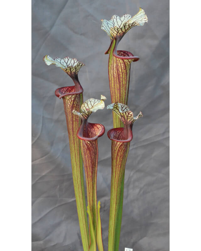 Sarracenia 'Inspiration' (Leucophylla x Flava var. ornata) x 'Adrian Slack' clone "A"-Sarracenia hybrides