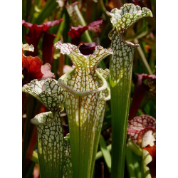 Sarracenia 'Atlas 5'-Sarracenia x Moorei