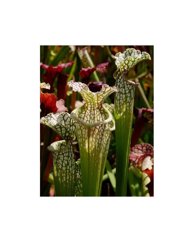 S.x Moorei -- F2 Pensacola Fields, FL (H71F MK)-Sarracenia x Moorei