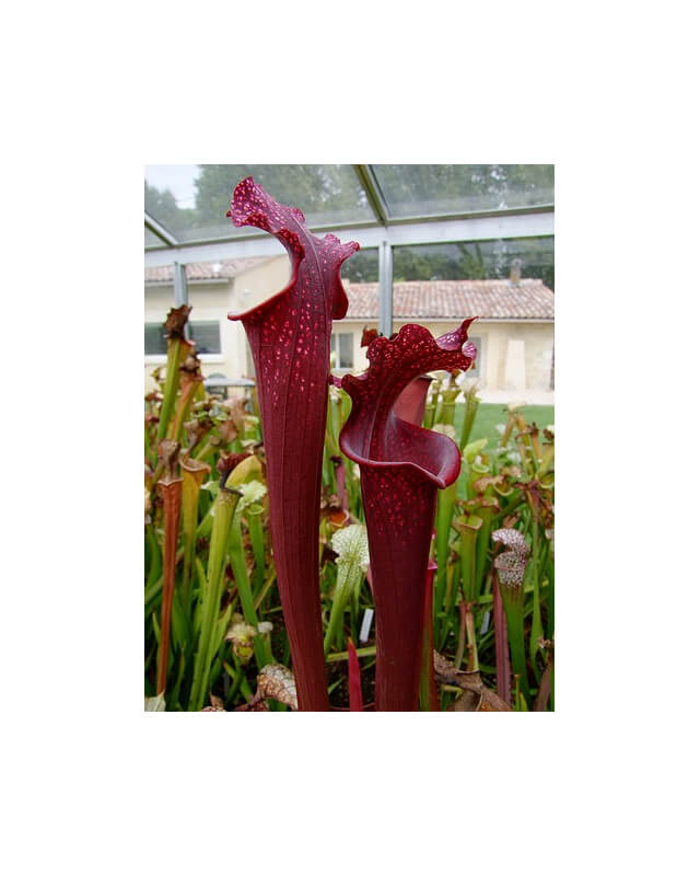 S.x Moorei -- ‘Royal Ruby’