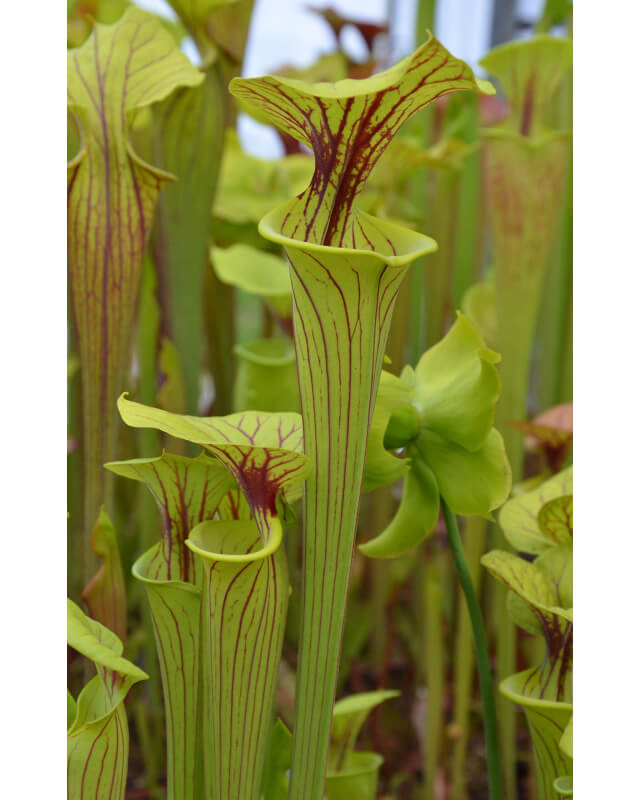 Sarracenia flava var. ornata -- elegant pitchers penciled in red, Marston Exotics 1992(F127,MK)-var. ornata