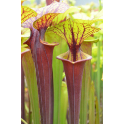 Sarracenia flava var. atropurpurea -- All red, dark lid,Apalachicola National Forest Park,,W,(F04,PW) (F145 MK)-var.atropupurea