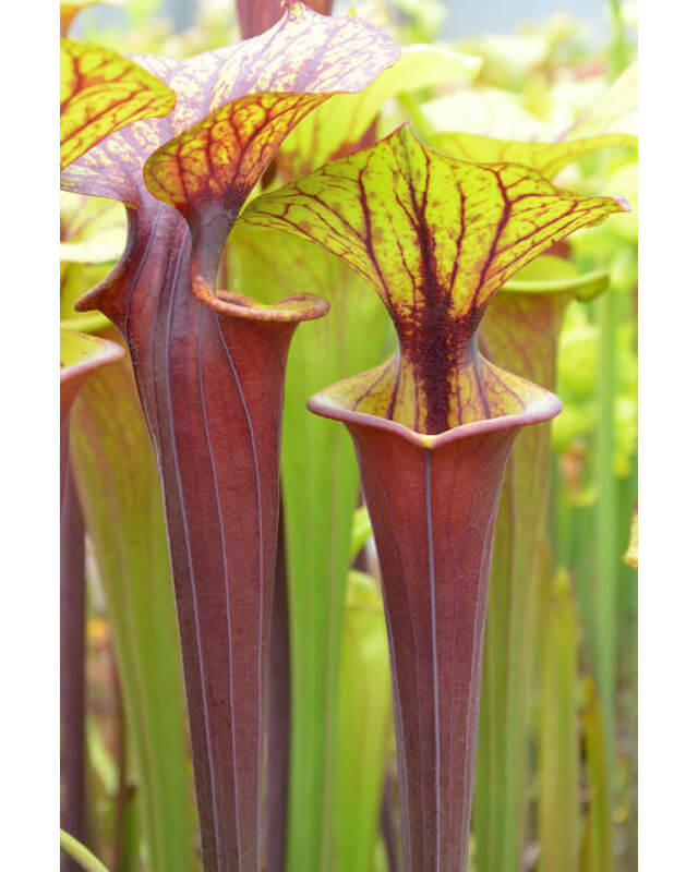 Sarracenia flava var. atropurpurea -- All red, dark lid,Apalachicola National Forest Park,,W,(F04,PW) (F145 MK)-var.atropupurea