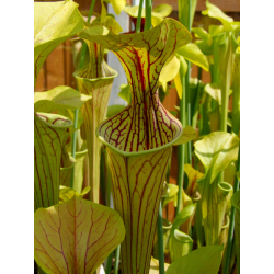 Sarracenia  oreophila -- "Haevy Veined"-Sarracenia oreophila