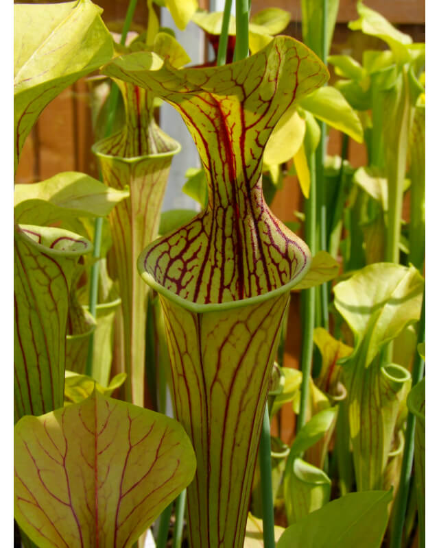 Sarracenia  oreophila -- "Haevy Veined"-Sarracenia oreophila