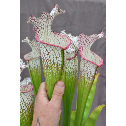 Sx56A (L57 `Burgundy’) x (Cronus- Titan) clone A-Hybrides Cédric Carnivore's