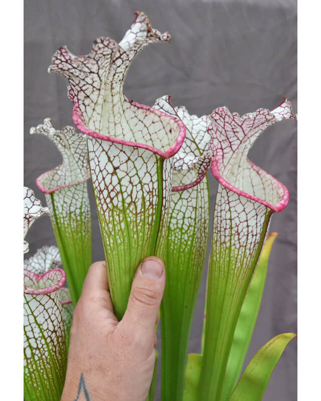 Sarracenia x Moorei -- Wilkerson's white knight  x S.x Moorei -- Wilkerson's red, clone f-Hybrides Cédric Carnivore's
