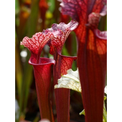 S.x Moorei -- (leucophylla "purple lips" x flava rubricorpora) (Phil Faulisi hybrid)-Sarracenia x Moorei