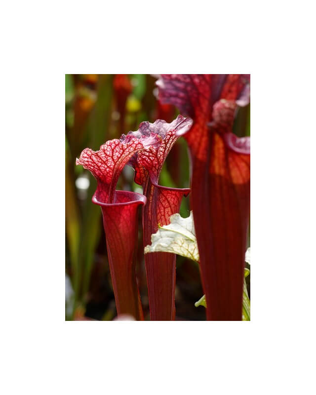S.x Moorei -- (leucophylla "purple lips" x flava rubricorpora) (Phil Faulisi hybrid)-Sarracenia x Moorei