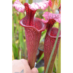 Sarracenia x Moorei -- Sx112E  selected from L18 MK x F88MK, clone e-Sarracenia x Moorei