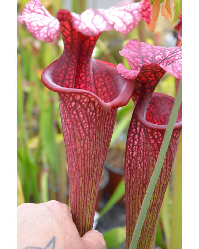 Sarracenia x Moorei -- Sx112E  selected from L18 MK x F88MK, clone e-Sarracenia x Moorei