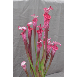 S. leucophylla -- 'Black Sheer' DG-Sarracenia leucophylla