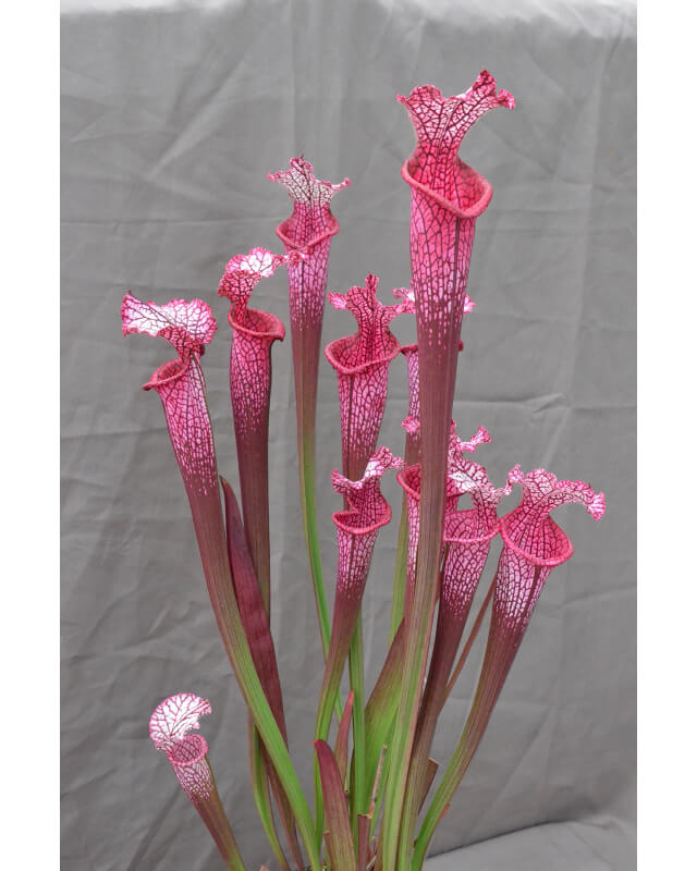 S. 'Pink stabilo'-Sarracenia leucophylla