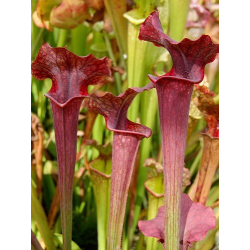 S.x Moorei -- "Luben's Red"-Sarracenia x Moorei