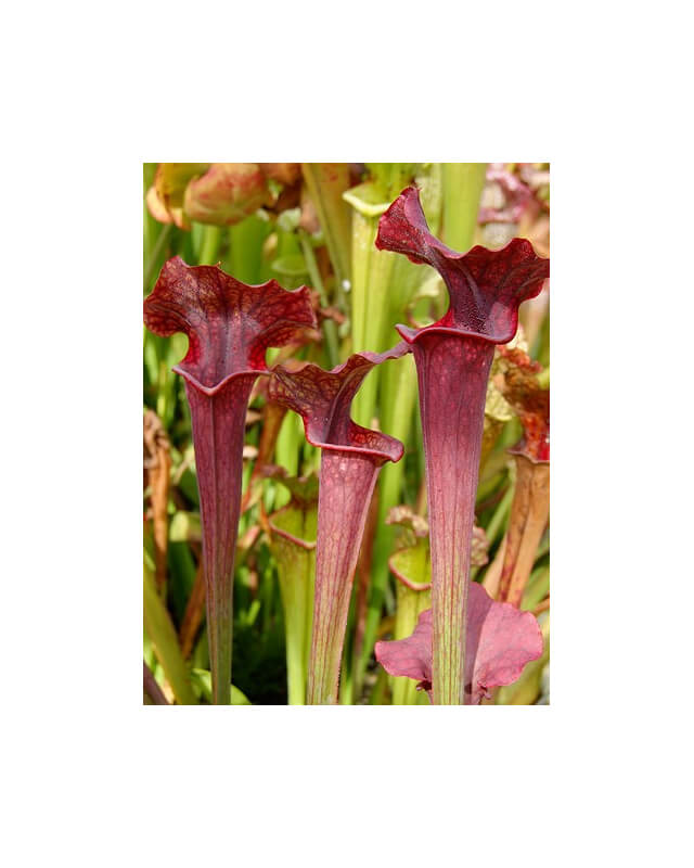 S.x Moorei -- "Luben's Red"-Sarracenia x Moorei