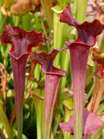 S.x Moorei -- "Luben's Red"
