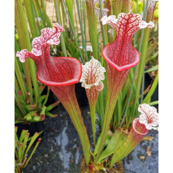 Sarracenia 'Dave'-Sarracenia hybrides