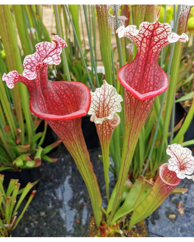 Sarracenia x 'Stanya'-Sarracenia hybrides