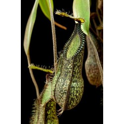 Nepenthes bokorensis x mollis-Nepenthes d'altitude