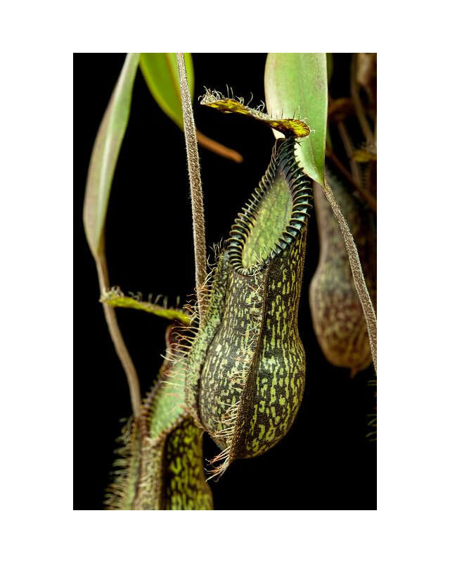 Nepenthes hamata ‘ Gng. Tambusisi’ BE-3975-Nepenthes d'altitude
