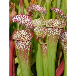 S.x Moorei -- Pensacola Fields, FL (WS) MS, (H173,MK)-Sarracenia x Moorei