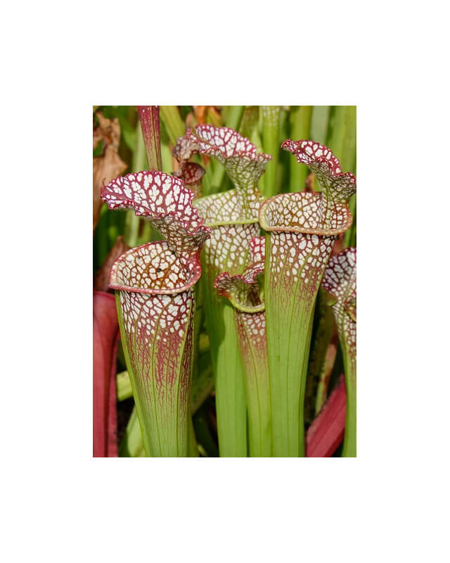 S.x Moorei -- Pensacola Fields, FL (WS) MS, (H173,MK)-Sarracenia x Moorei