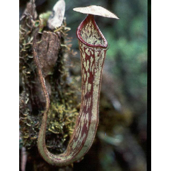 Nepenthes rajah x mira -- clones assortis BE-3518-Nepenthes d'altitude