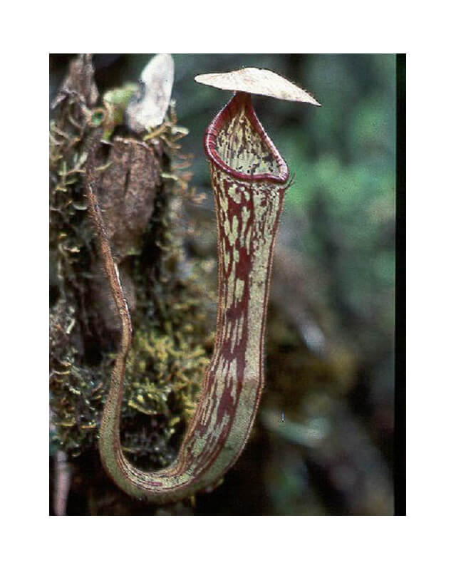Nepenthes stenophylla: BE-3905-Nepenthes d'altitude